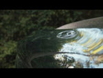 Video File